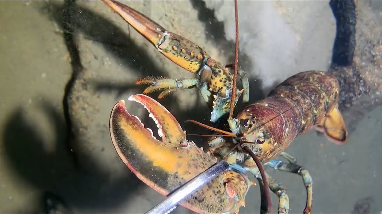 Diving under the sea to catch eels, crabs and sea cucumbers | Part 58-1