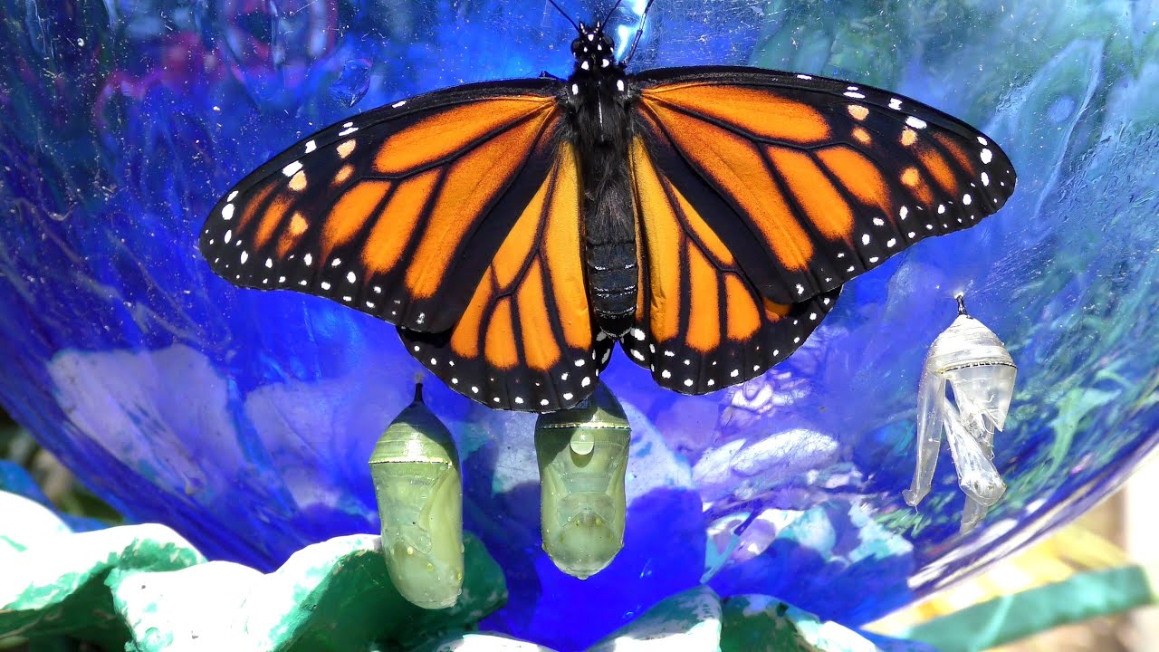 Monarch Butterfly Transforms FYV