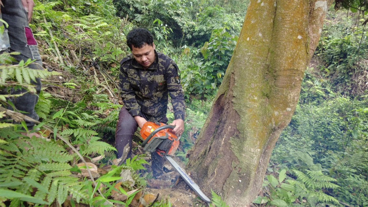 Cutting and transporting trees to large-capacity sawing machines - Building House, Farm Life ep1