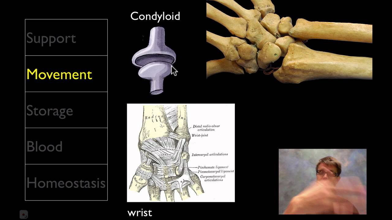 The Skeletal System