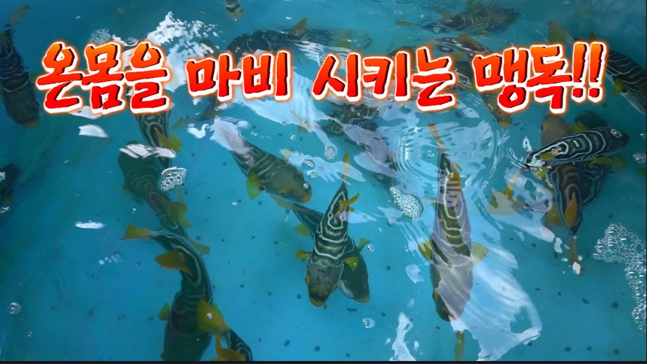 전문가 아니면 건들지 마세요!! 클납니다!! 천상의맛을 내는 생선 🐟!!