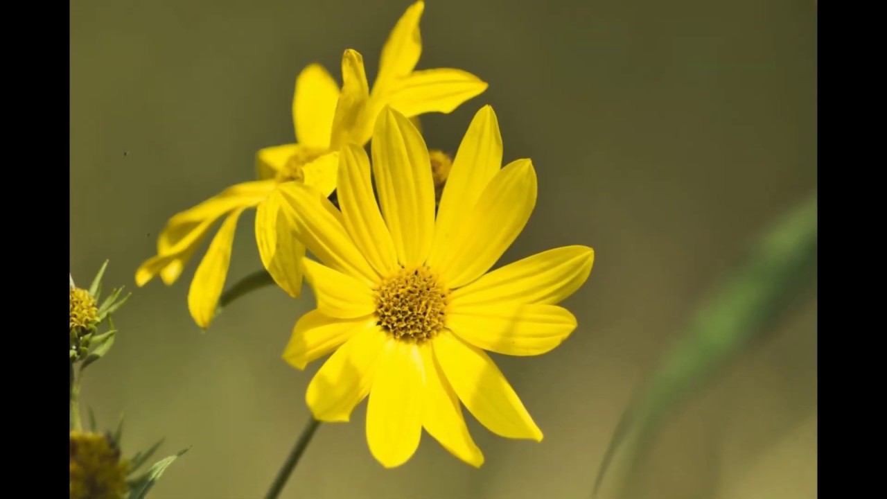 Pentax Takumar 135mm f2 5 Lens