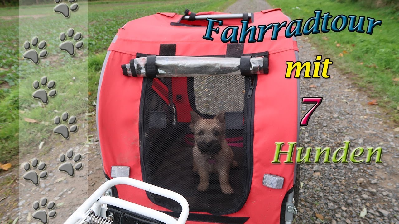Fahrradtour mit 7 Hunden | Hundekanal | Cairn Terrier