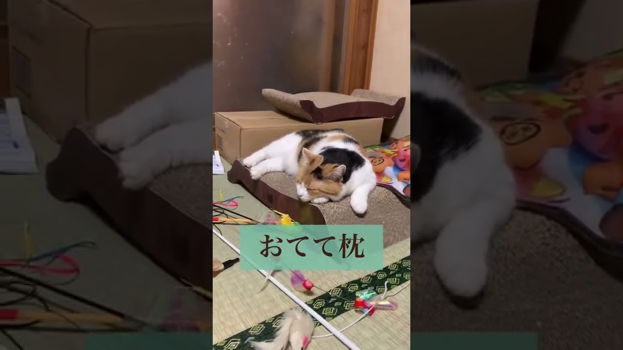 ミケの枕