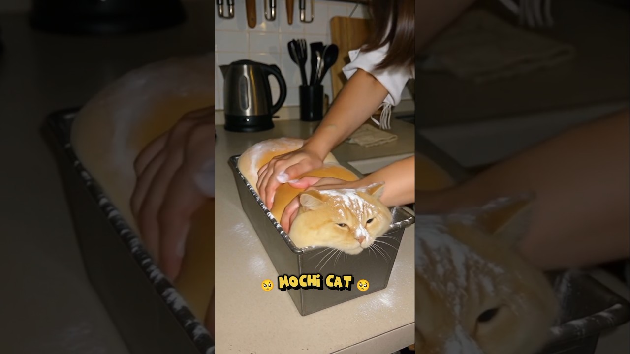 🥺 Mochi Cat 🥺