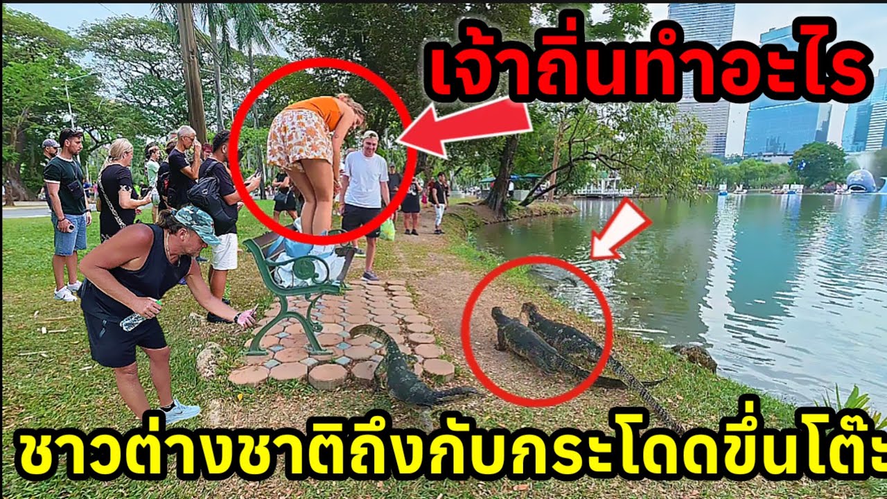 เจ้าถิ่นสวนลุมทำเอาชาวต่างชาติถึงกับกระโดดขึ้นบนโต๊ะ