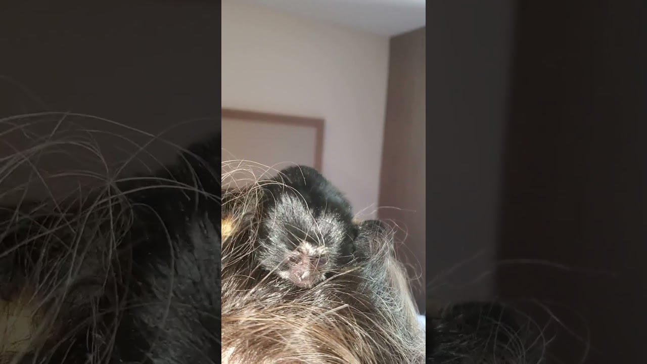 memories #monkey #monkey #babymonkey #florida