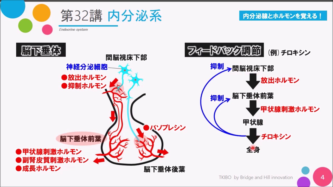 【高校講座 生物基礎】第32講「内分泌系」