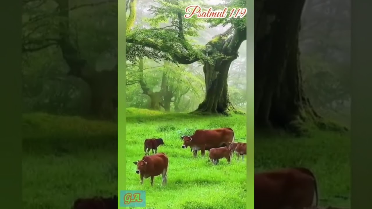 Psalmul 119 - recită Marcel Iureș