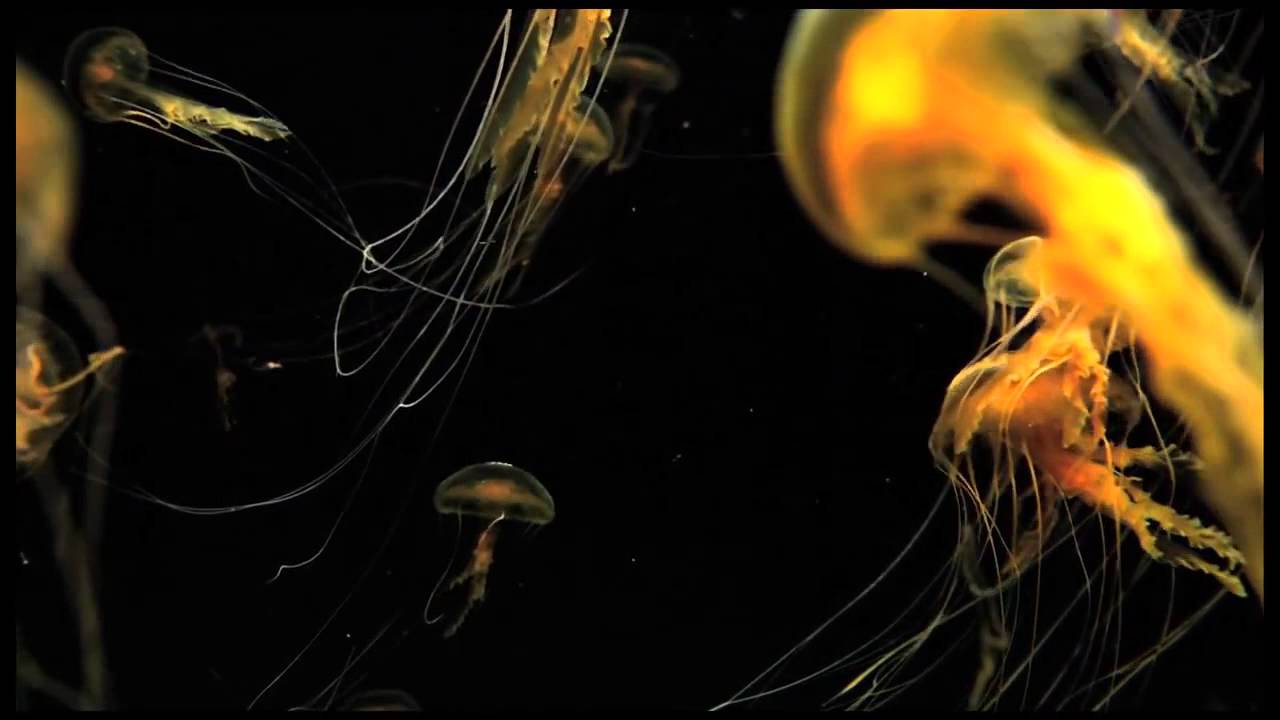 Morphology - Plankton (AC Records)