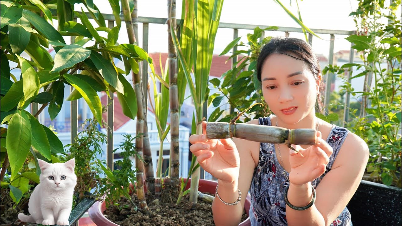 How to Grow Sugarcane in Pots | Unique & Green Home Gardening
