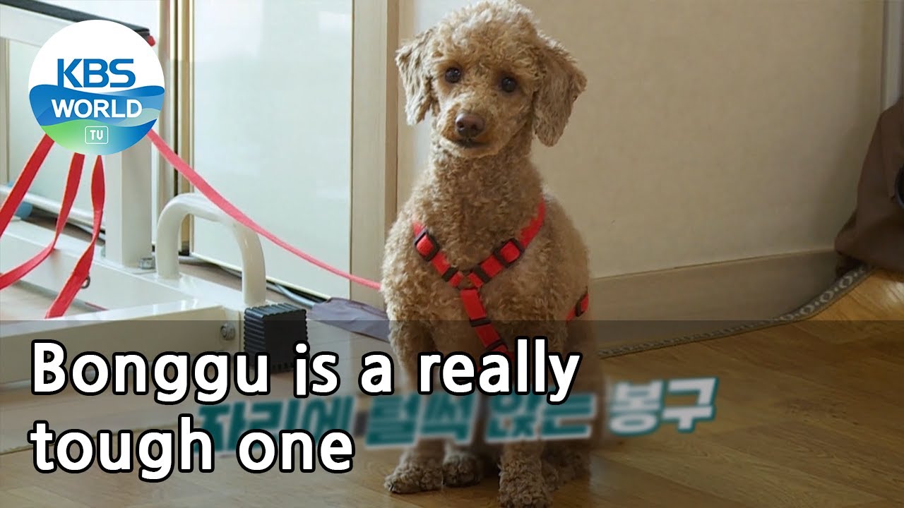 Bonggu is a really tough one (Dogs are incredible) | KBS WORLD TV 210512