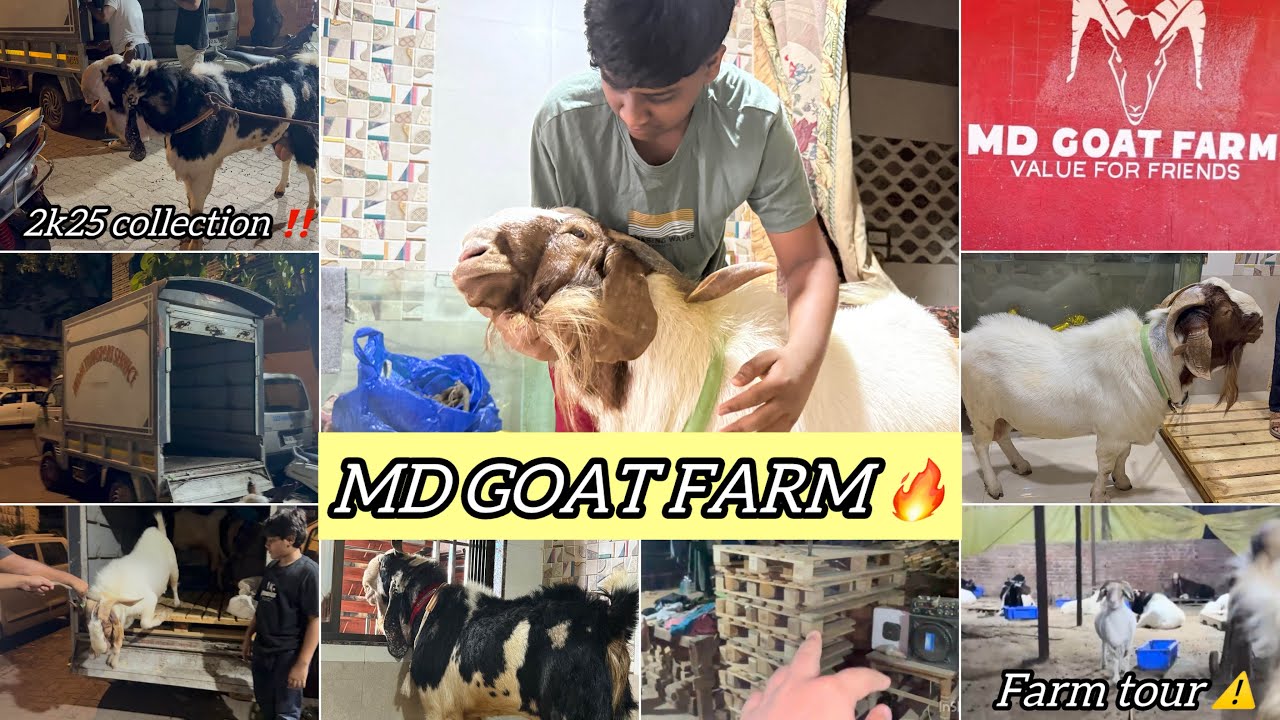 MD goat farm se laye dono bakre ❤️|| 2025 collection ‼️|| Farm tour⚠️|| kota || boer || jujri 🔥||