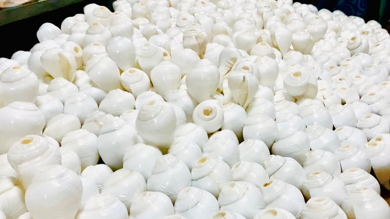 Original Valampuri sangu factory in Rameswaram | Export quality conch shell Pooja shank | sea shells