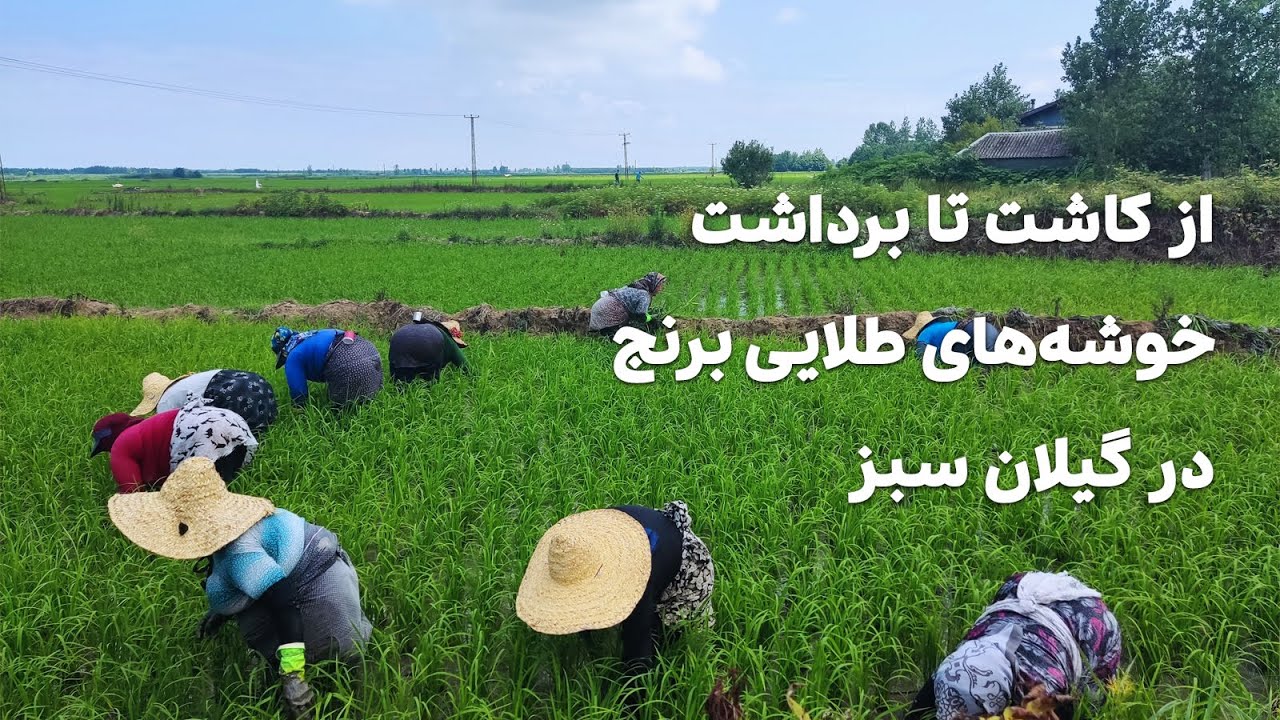 کاشت تا برداشت خوشه‌های طلایی برنج