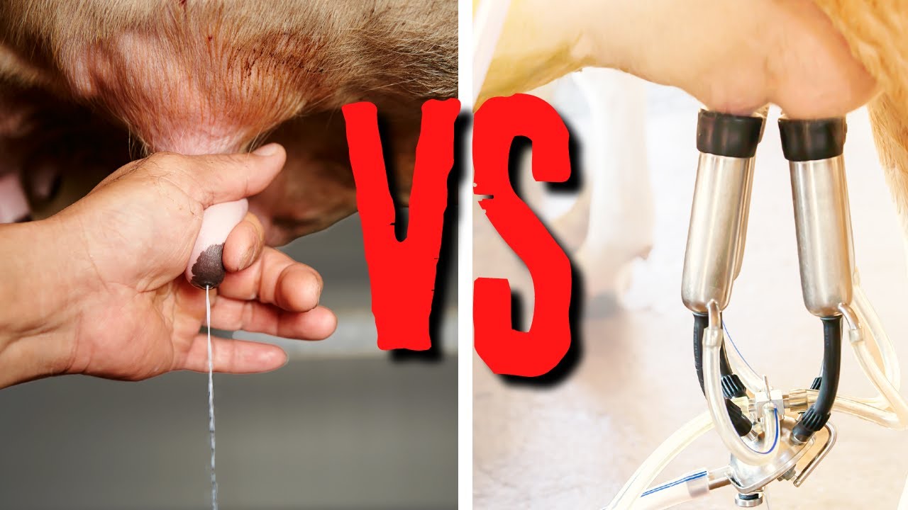 Hand Milking VS Machine Milking Battle | Feat. Toups Time