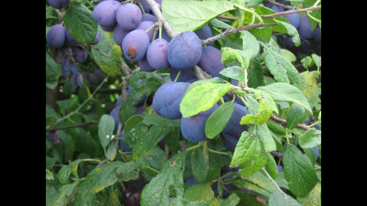 MAKING DAMSON VODKA