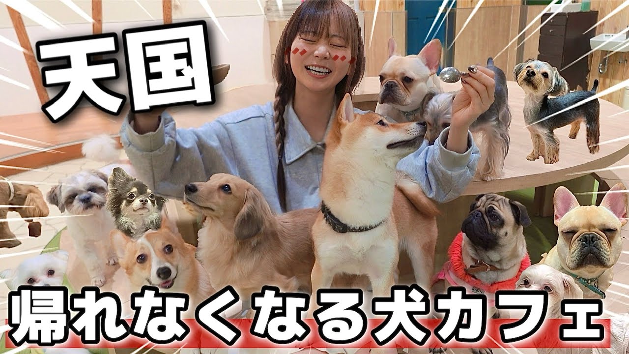 【癒し】時間無制限の天国すぎて帰れなくなる犬カフェがやばすぎた...🐶