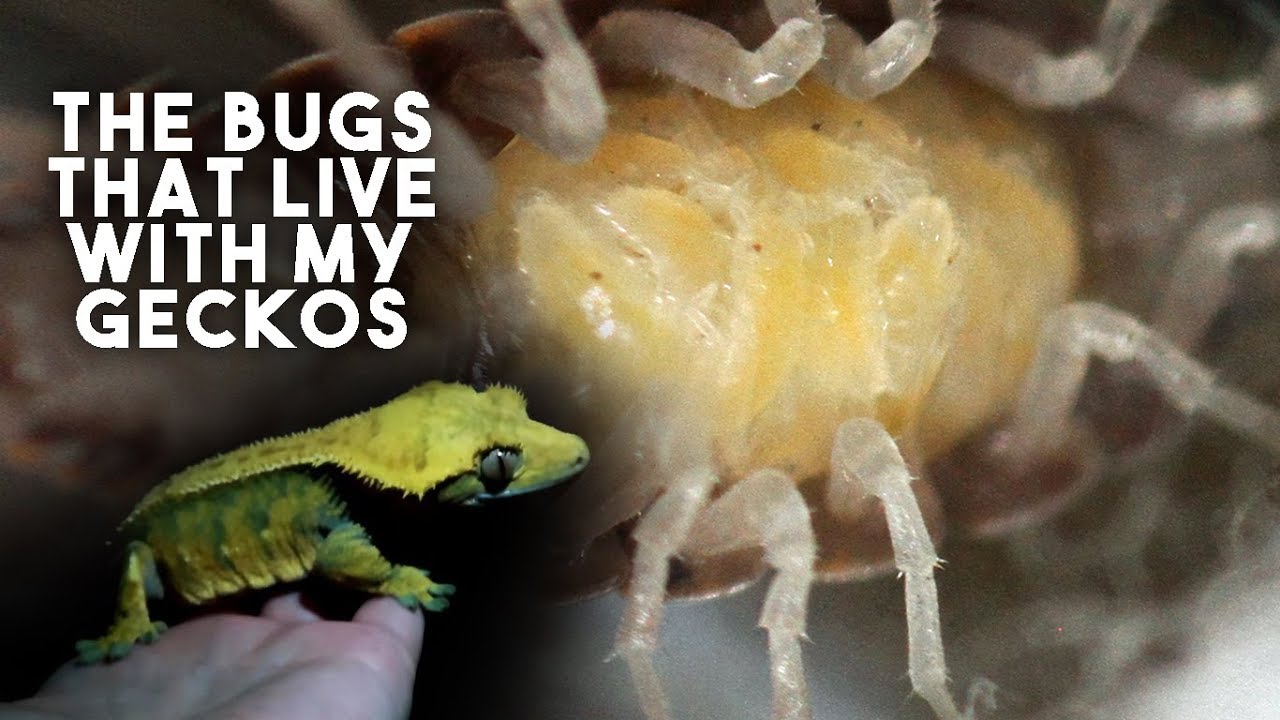 GIANT ISOPODS & CENTIPEDES... My Gecko's Clean Up Crew!
