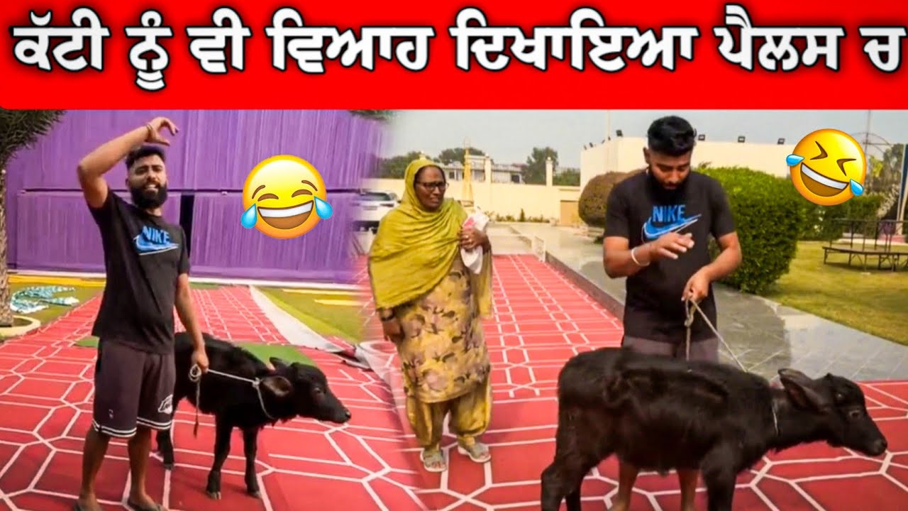 ਕੱਟੀ ਨੂੰ ਵਿਆਹ ਦਿਖਾਇਆ ਪੈਲਸ ਚ 😂😂 ਕੋਮਲ ਬਿਨਾ ਕੁੱਝ ਨੀ 😂 #gopishoker #manishoker #funny