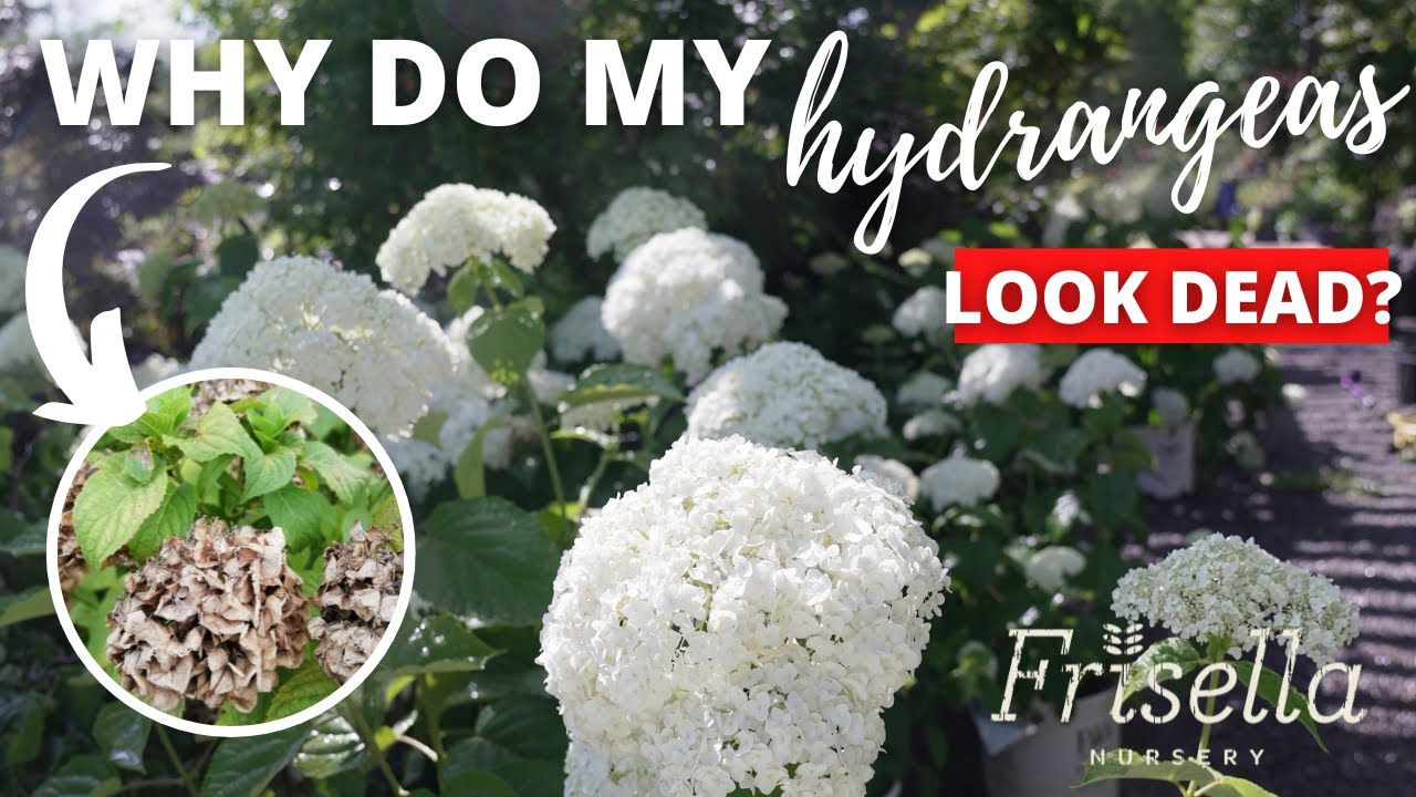 Why Are My Hydrangea Bushes Dying? // Frisella Nursery