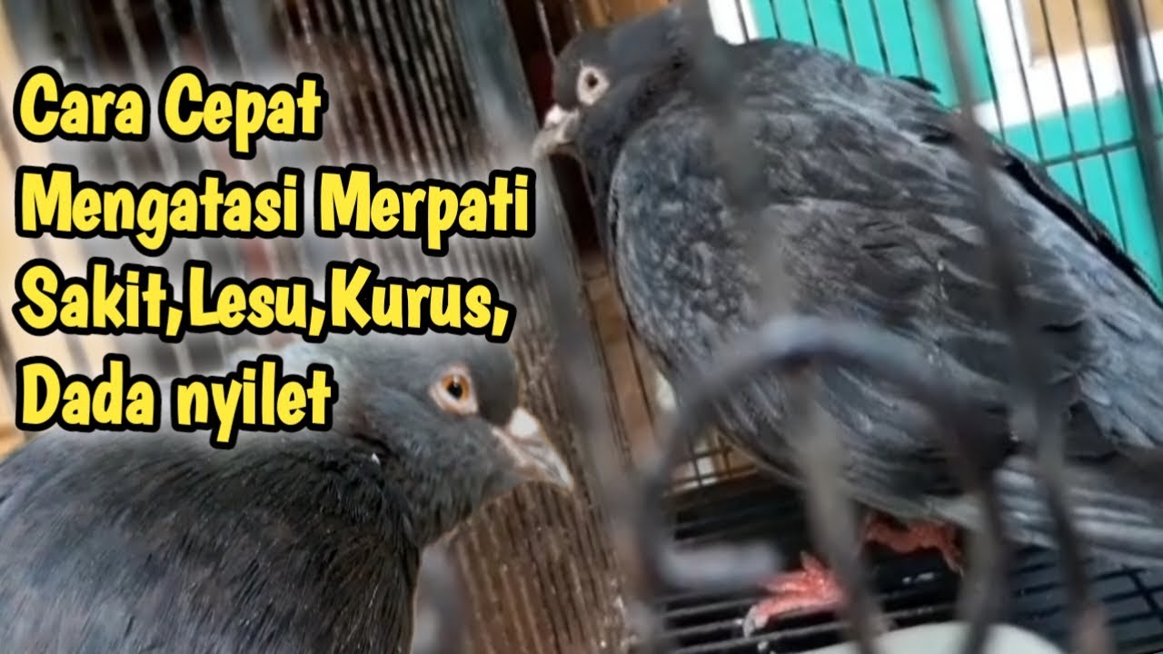 CARA MENGATASI BURUNG MERPATI YANG SAKIT,LESU,KURUS,DADA NYILET DAN NAFSU MAKAN MENURUN || MUYUNG