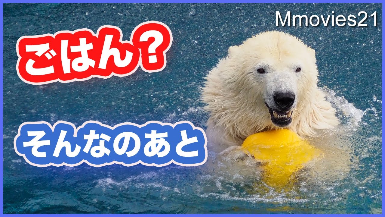 Белый медведь развлекается, играя с игрушками
