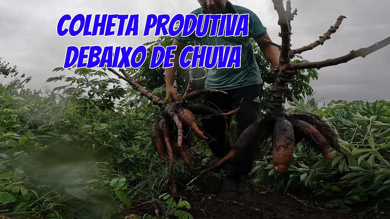 FUI COLHER UMAS MACAXEIRAS DEBAIXO DE CHUVA#colheita#macaxeira#agricultura