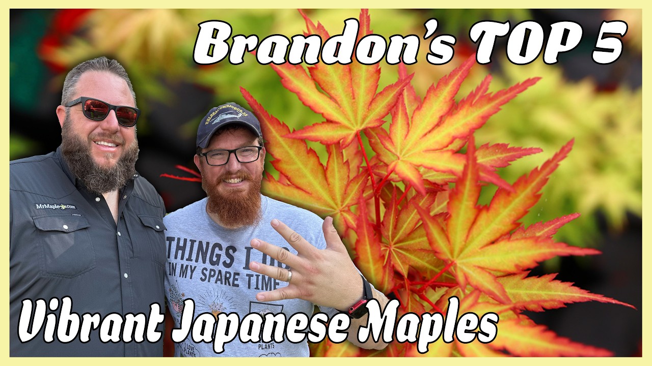 Top 5 Japanese Maples for Fantastic Color 🍁 | Gardening With Maples!