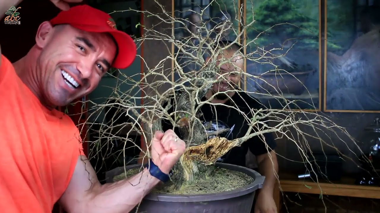 BONSAI DE CALLIANDRA ESPINOSA MAIS LINDA QUE JÁ FIZEMOS - FRATERNAL