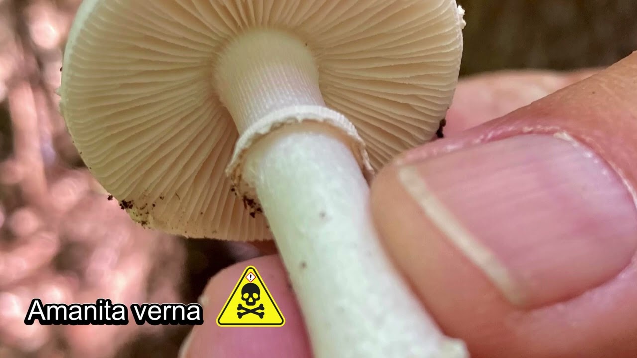 9🍄 Funghi velenosi piu pericolosi dei boschi italiani !!