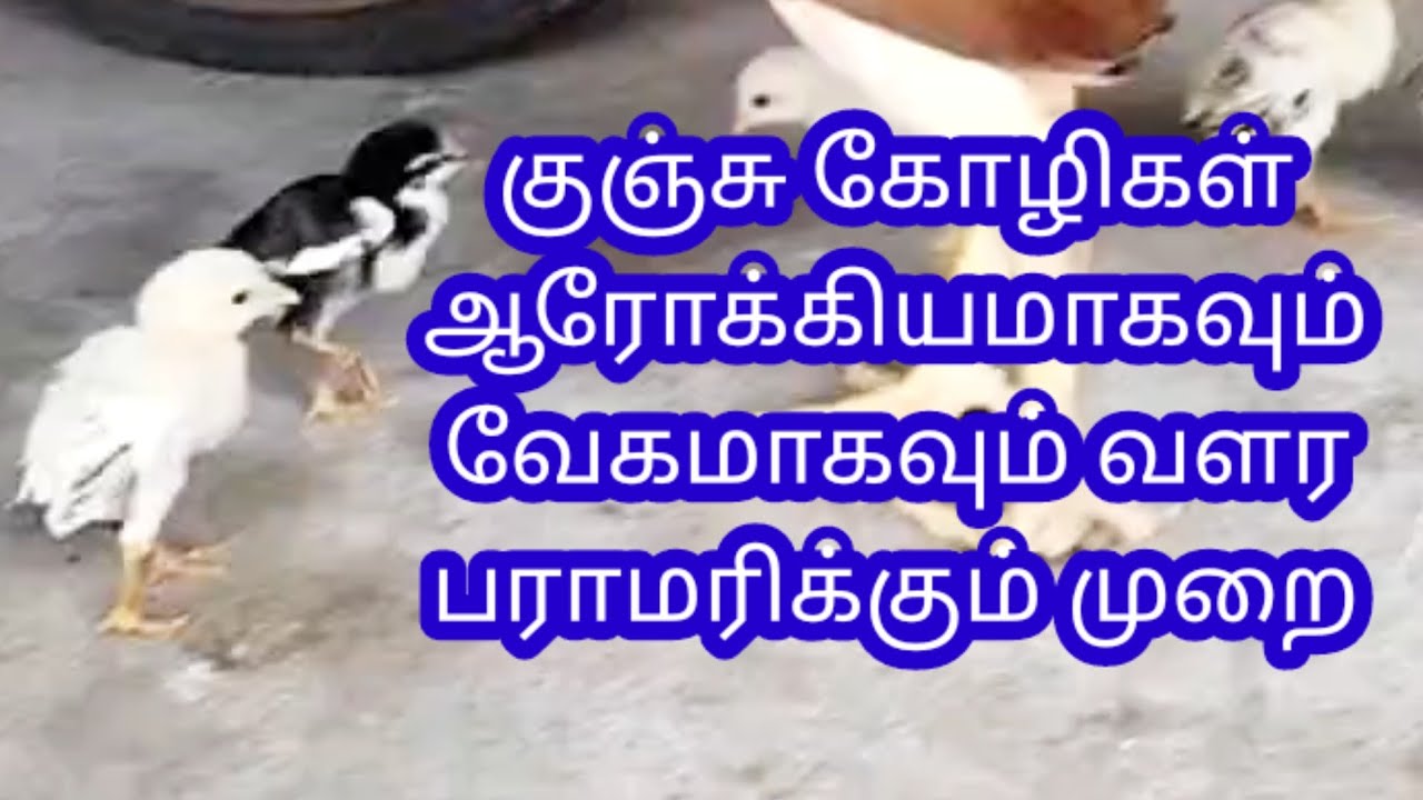 கூனி குறுகி இருக்கும் குஞ்சு கோழிகளை பராமரிக்கும் முறை மற்றும் வேகமாக வளர தேவையான உணவு