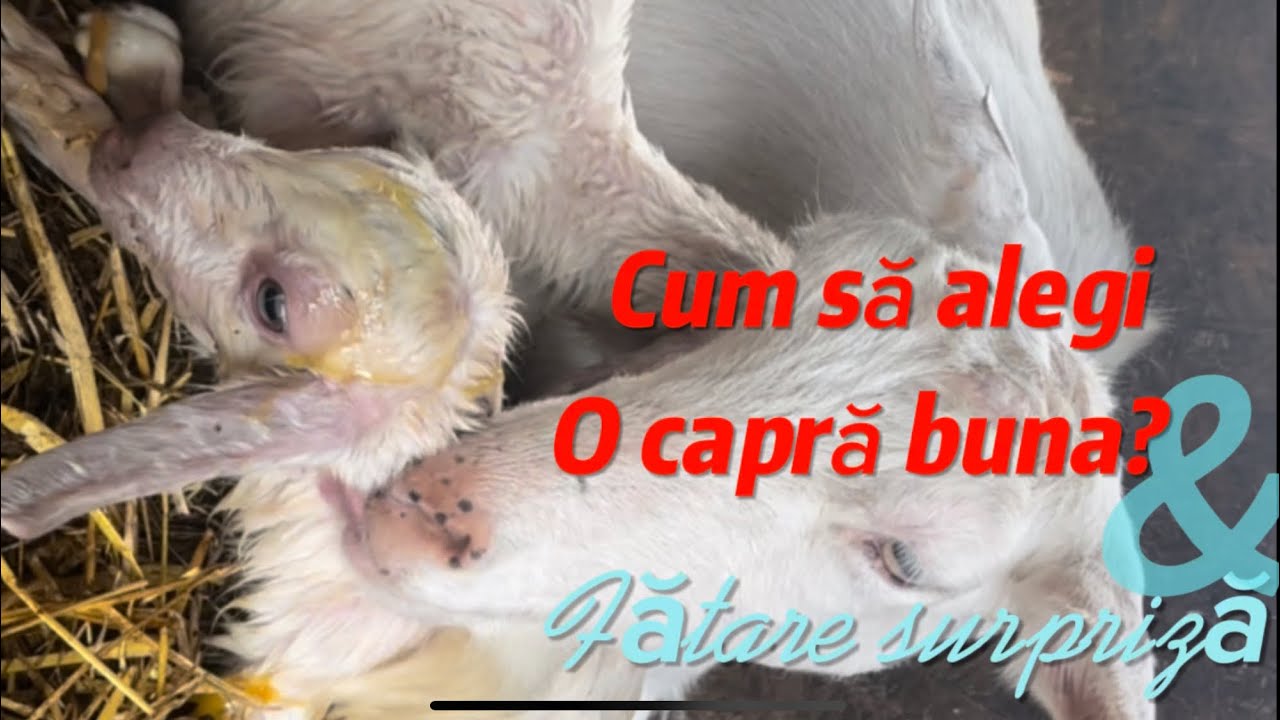 Cum alegem o capră bună de lapte? (O fătare cu peripeții)