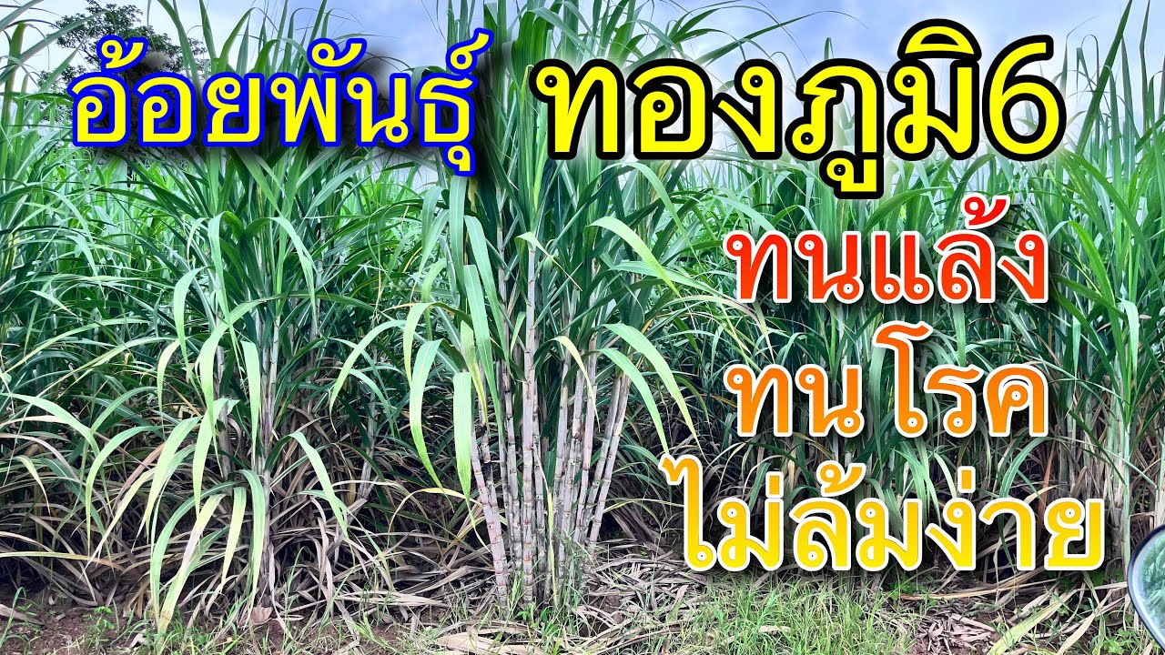 อ้อยพันธุ์ทองภูมิ6 ทนแล้ง ทนโรค ไม่ล้มง่าย