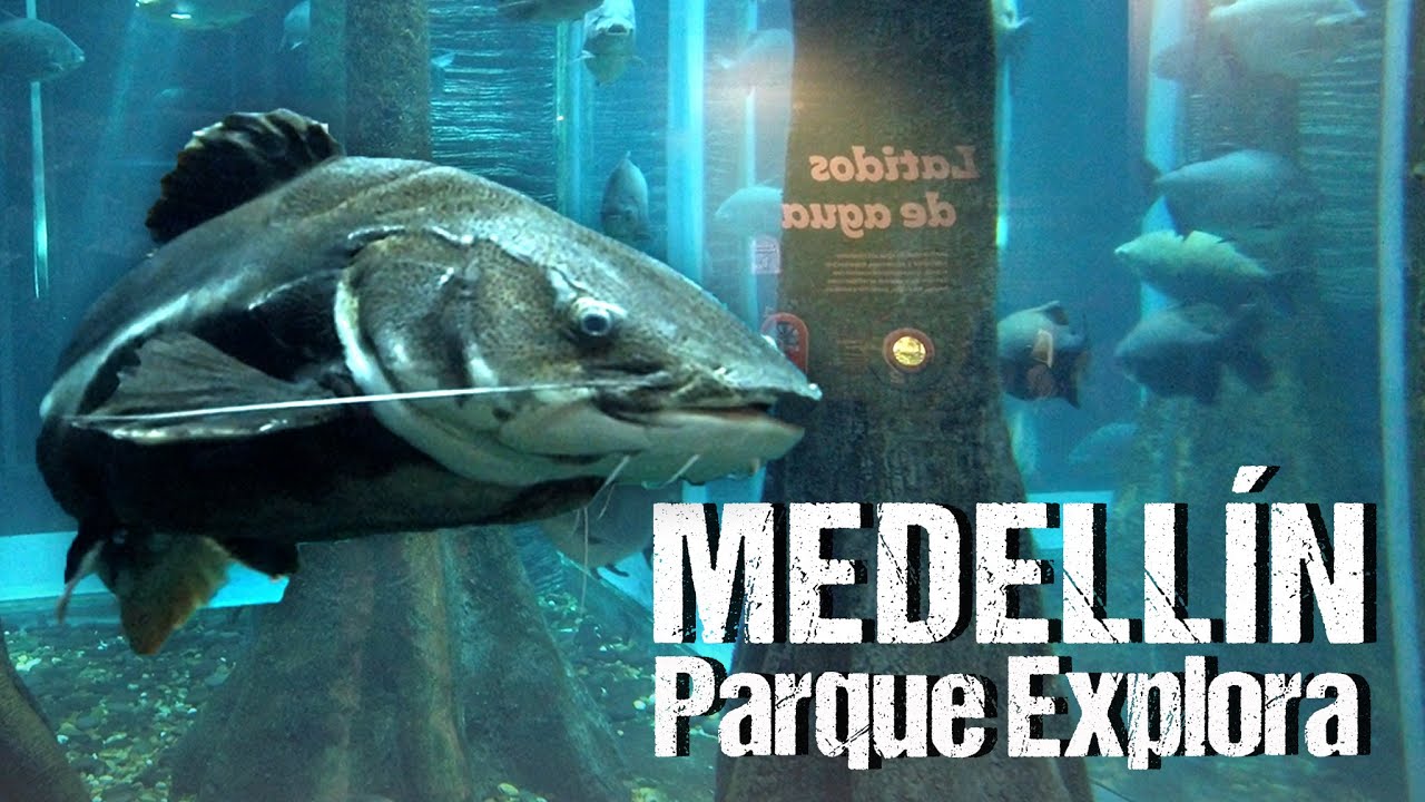 Un ACUARIO GIGANTE en Medellín | PARQUE EXPLORA | ¿Vale la pena?