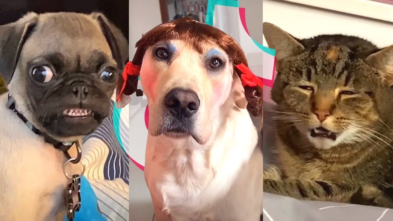 Cute Funny Animals September 2020 TikTok Animals Compilation Ep 20   Petguci