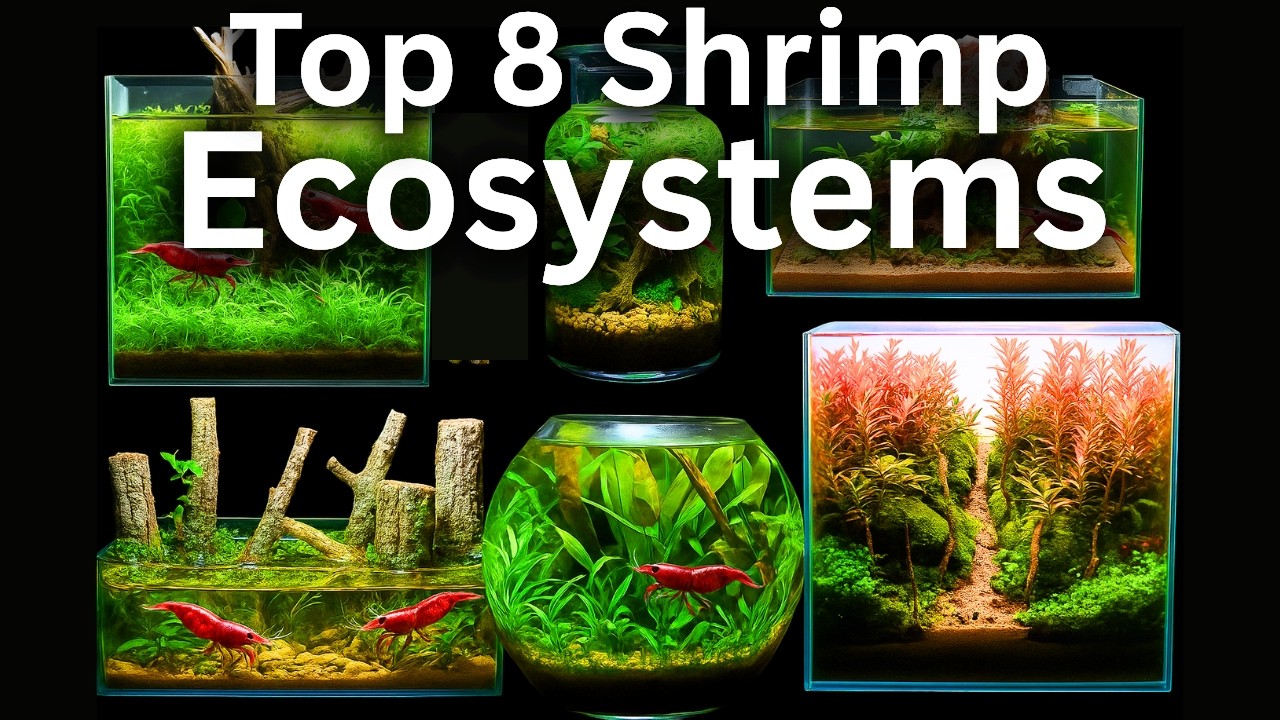 My Top 8 Shrimp Aquarium Builds!
