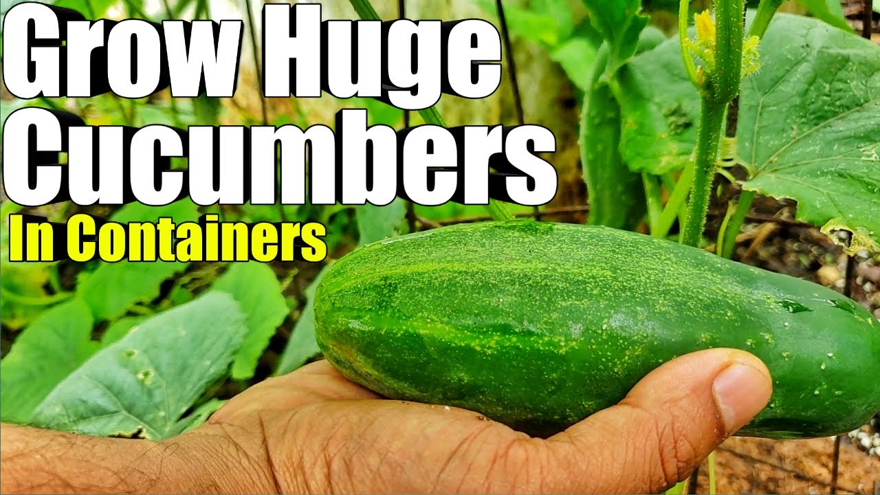 Grow Cucumbers in a Bucket: Container Growing Guide | Trinidad and Tobago