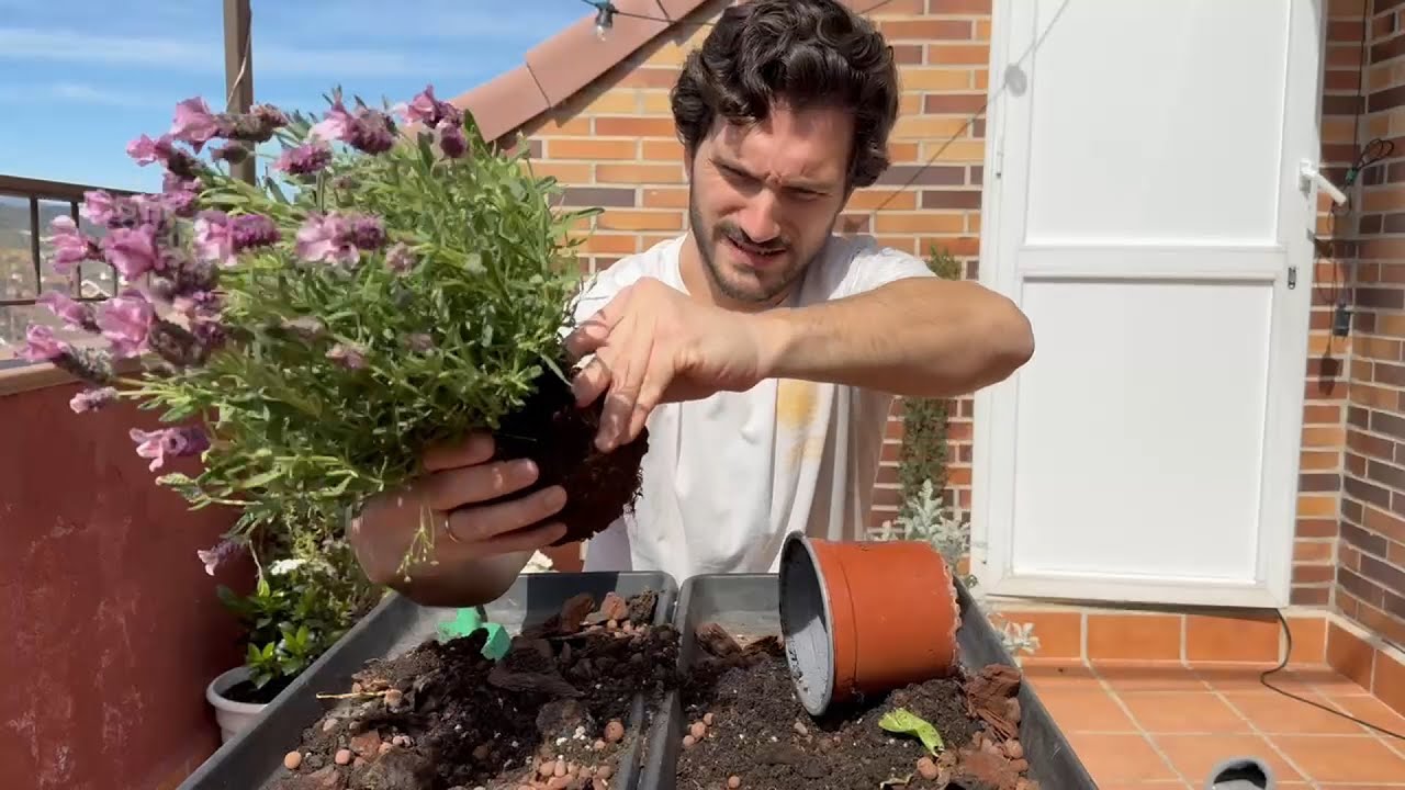 Trasplanto Lavanda y Hago Telepatía......🤫🐝