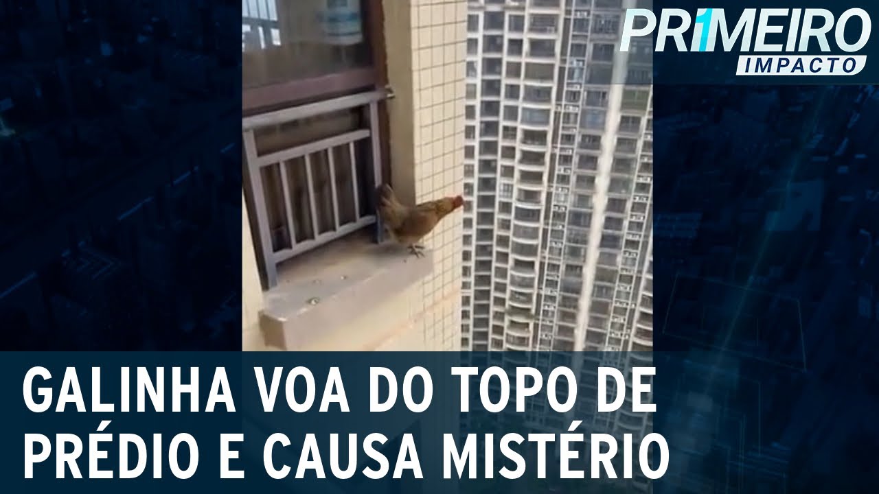 Mistério: galinha aparece no 10º andar de prédio e alça voo | Primeiro Impacto (09/12/22)