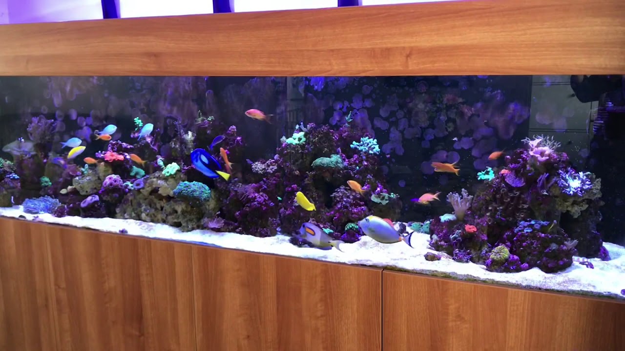 8ft mixed reef tank