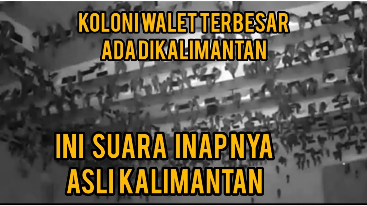 Suara Inap Asli KALIMANTAN mampu mebuat koloni besar walet