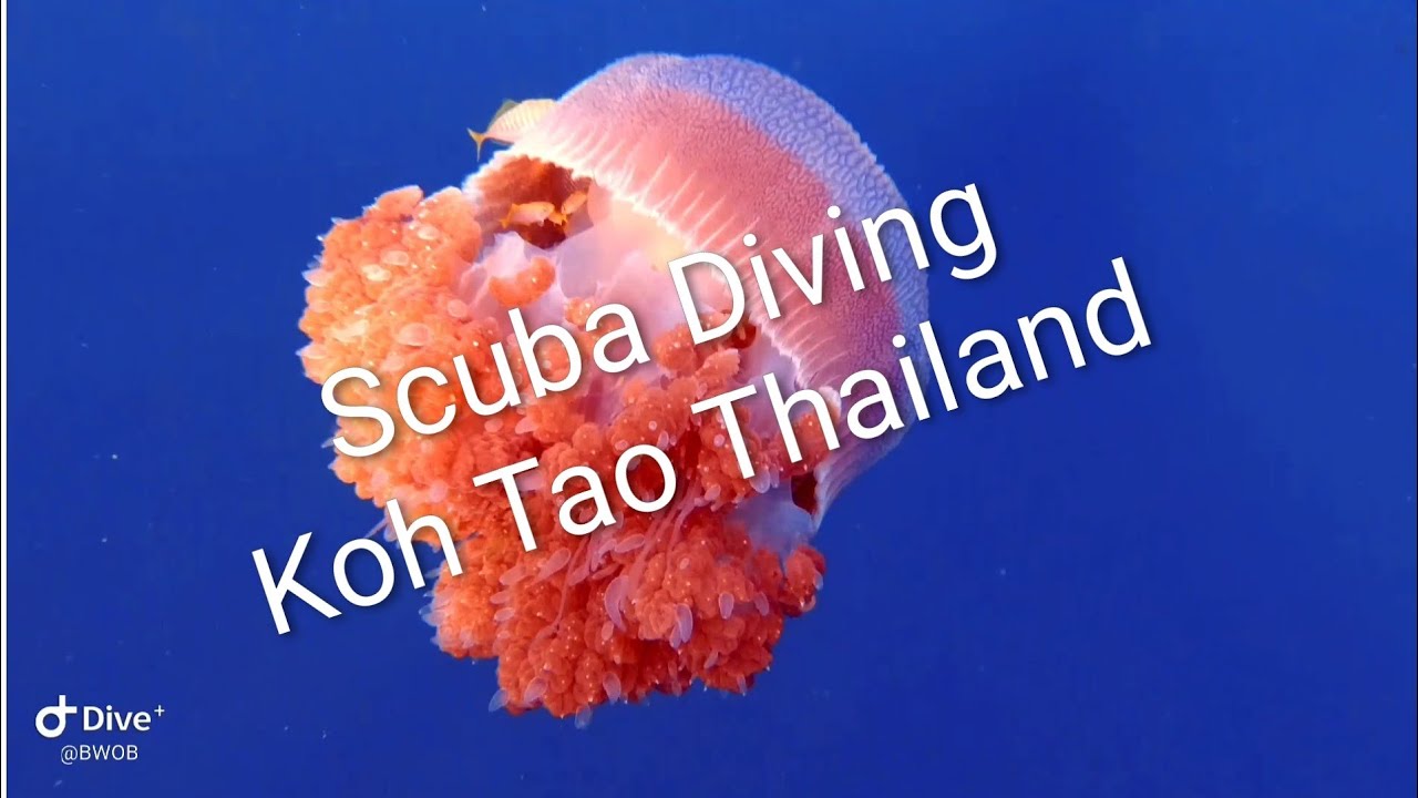 Scuba Diving Koh Tao Thailand #1