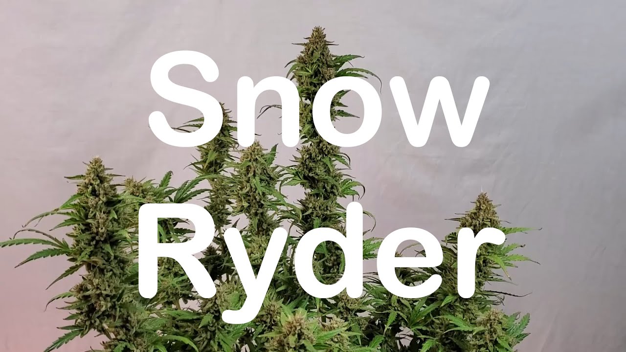From Bean To Bud: Snow Ryder