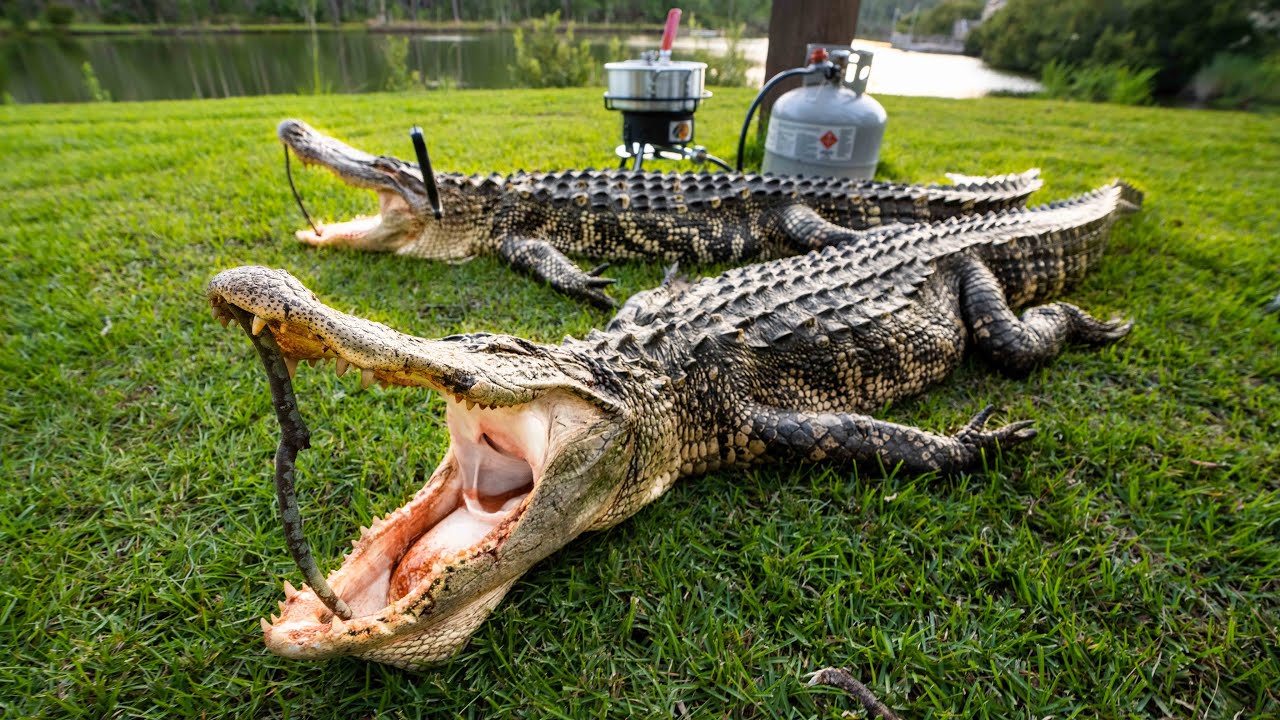 Bowhunting GATOR INFESTED Island!! (CATCH and COOK + BOW GIVEAWAY)