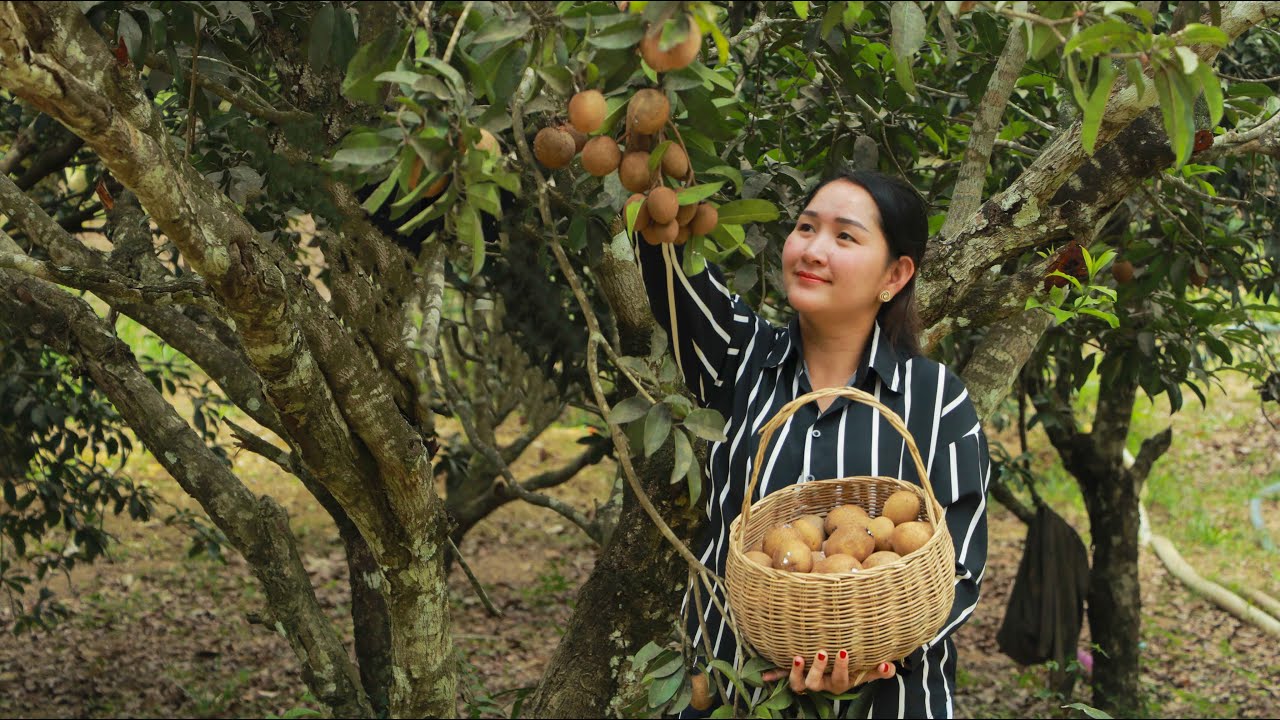Sapodilla In The Forest Picking For Sweet Cooking | Sros Yummy Cooking Vlogs
