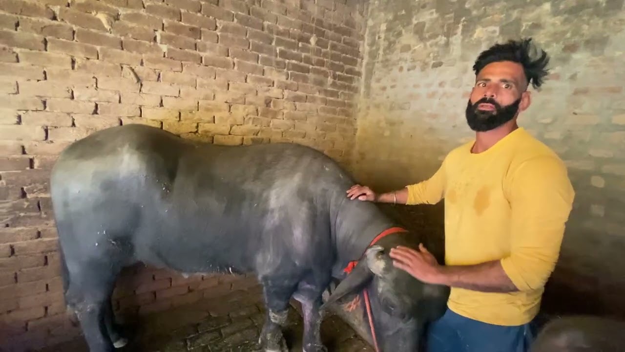 Grewal farm#cow #farming #animals 