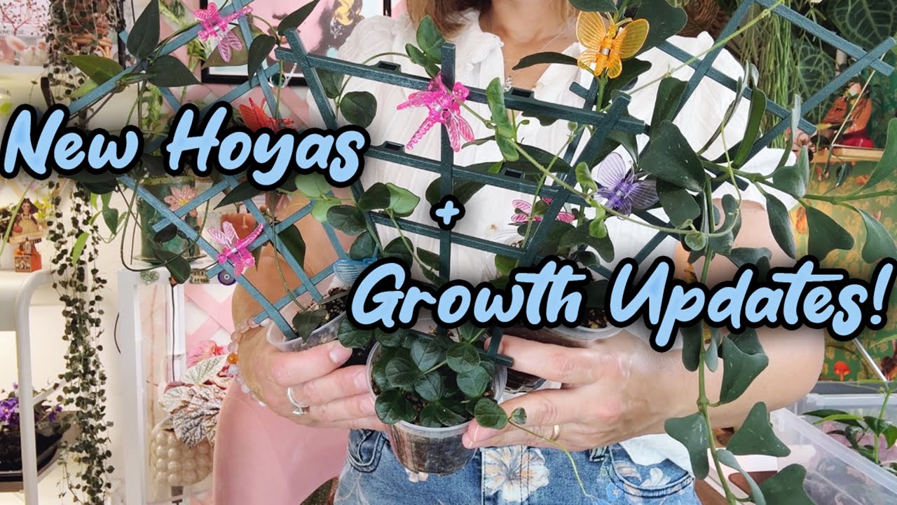 New Hoyas In My Collection Plus Hoya Growth Updates | Last Garden Tour Of The Season!