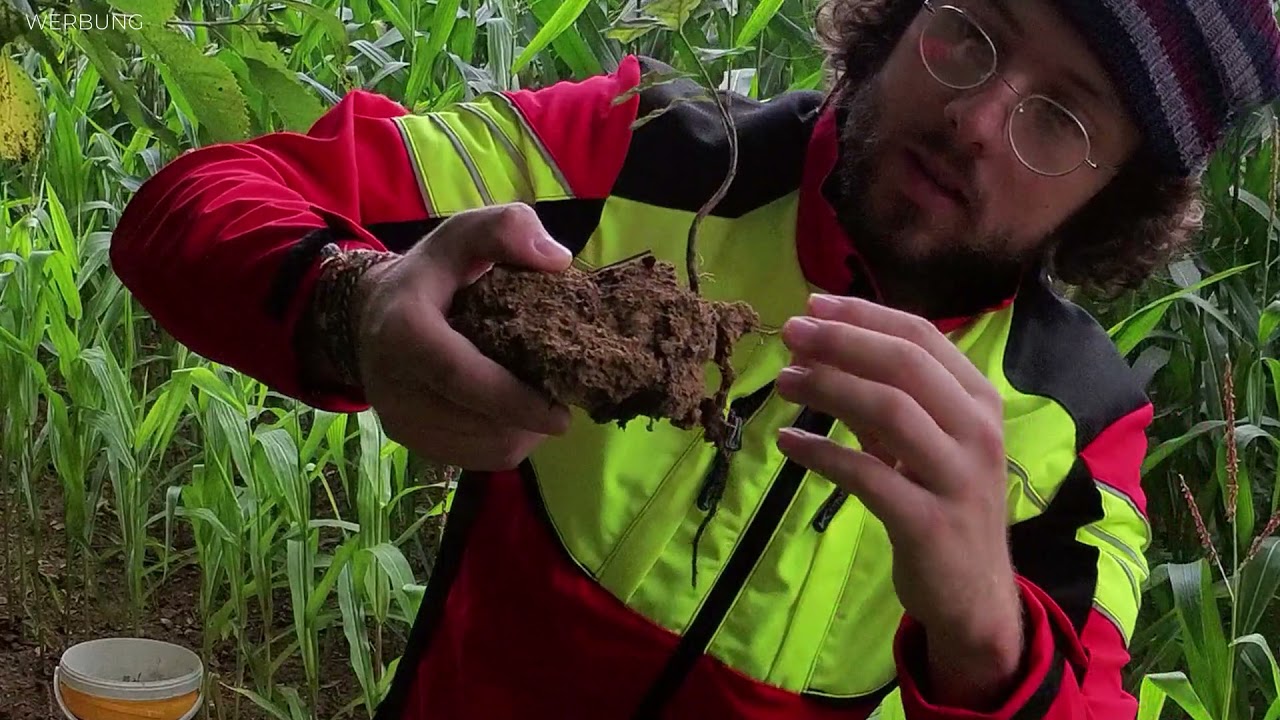 Unterstützte Naturverjüngung in der Forstwirtschaft | Wie wächst ein Eichenbaum?