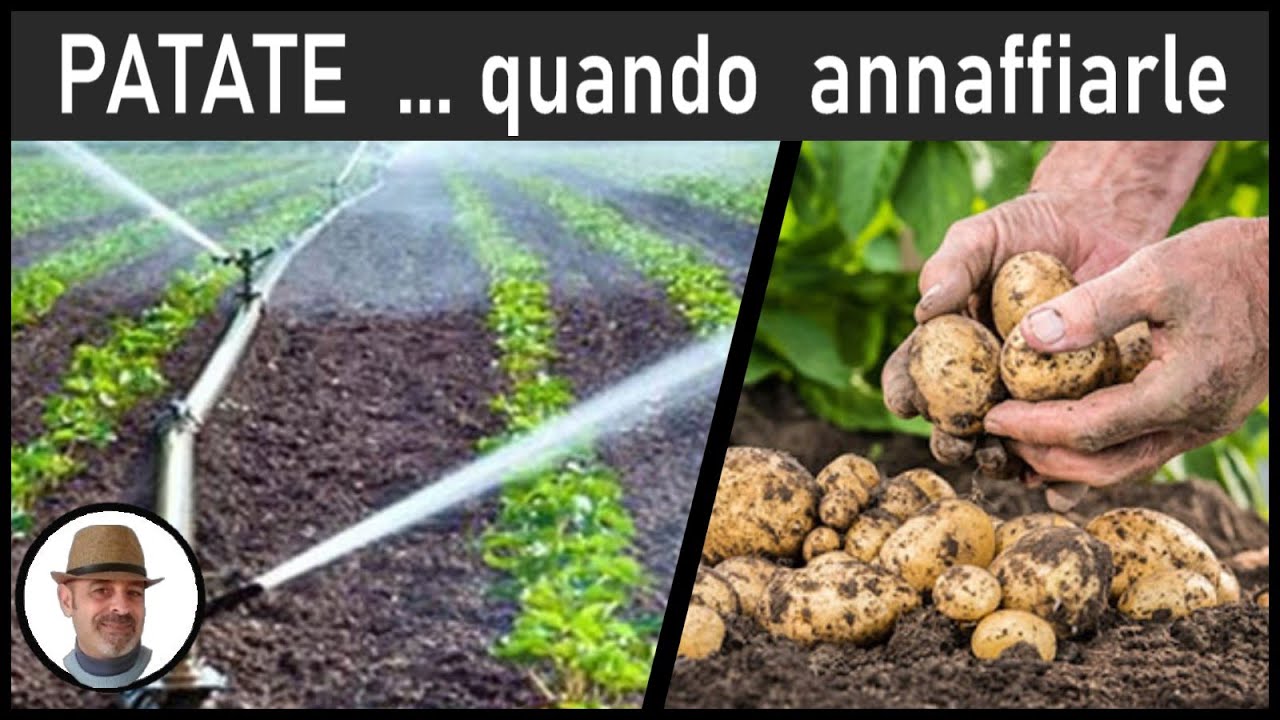 PATATE, QUANDO ANNAFFIARE (cuando regar las patatas, when to water the potatoes)